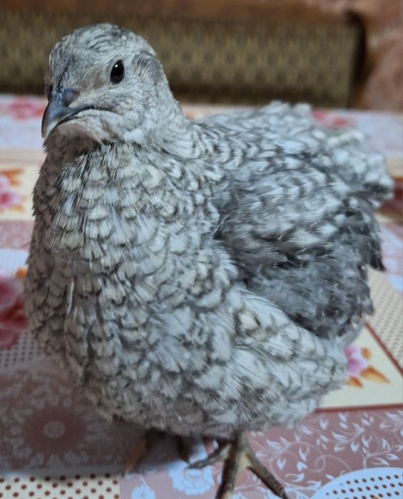 Ouă prepelite incubat jumbo lavandă(white)