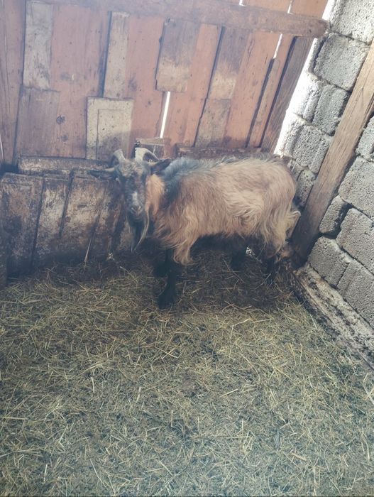 Capră    de vanzare