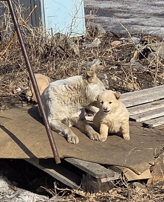 Пристраиваются малыши