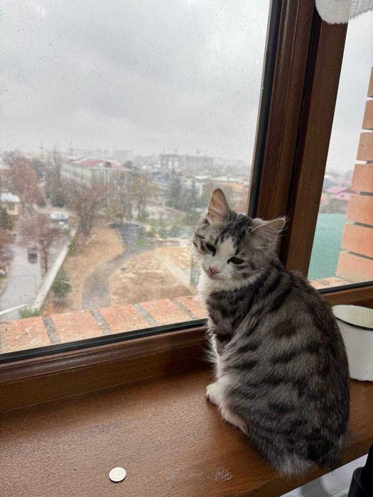 Отдам даром в добрые руки