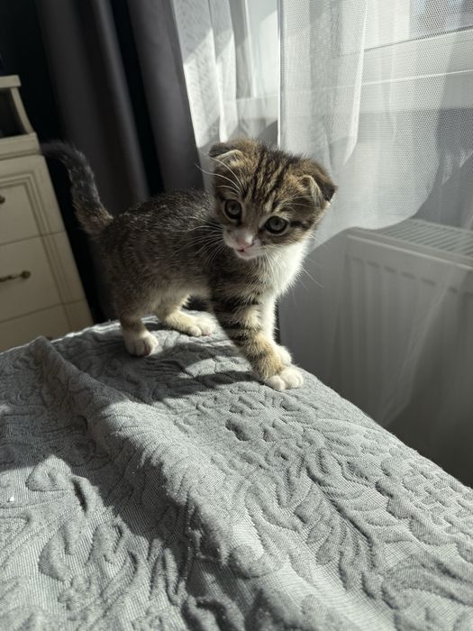 Котенок шотландский