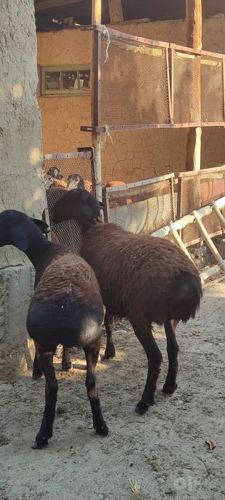 yetuk boğoz qoy va yosh urğochi qozila sotiladi