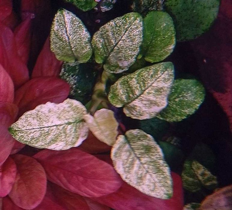 Аквариумное растение Анубиас Пинто (Anubias barteri var. nana Pinto)