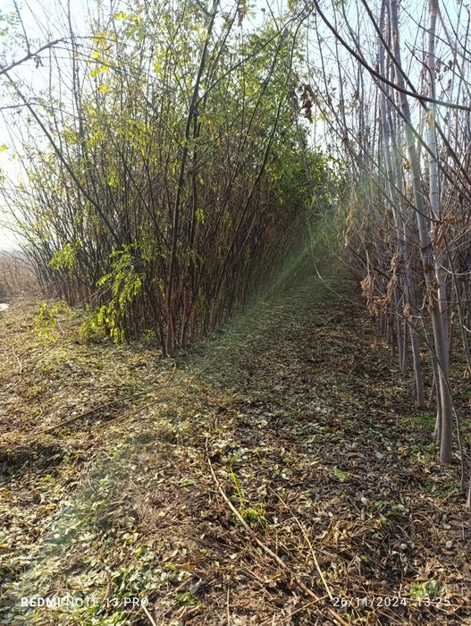 yasin sakura klyon sotiladi 3 yillik 7   8  metrgaca