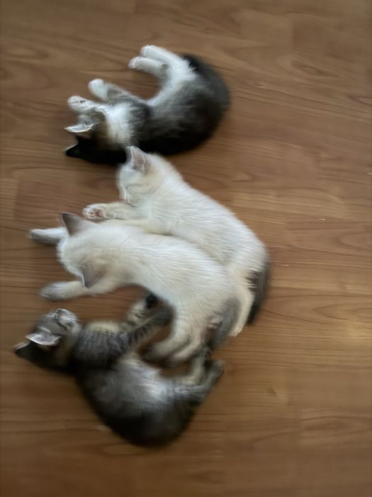 Котята милые умные 2 месяца
