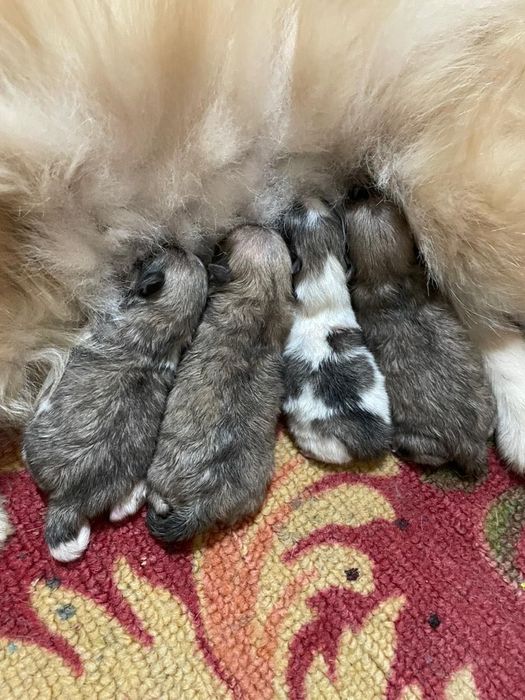 Продается „ Немецкий Шпиц" кобель.