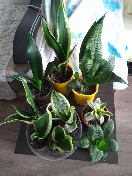 Продам комнатные цветы