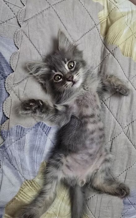 Мальчик, 1,5 месяца бесплатно