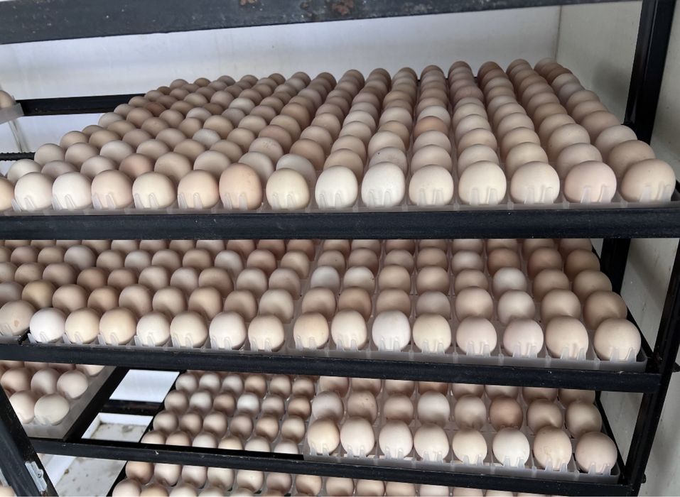 Суточный цыплята бройлера