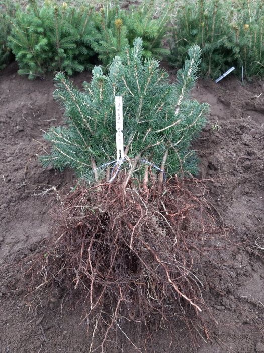 Molid argintiu american 4 ani- Picea pungens Glauca Arizona Apache