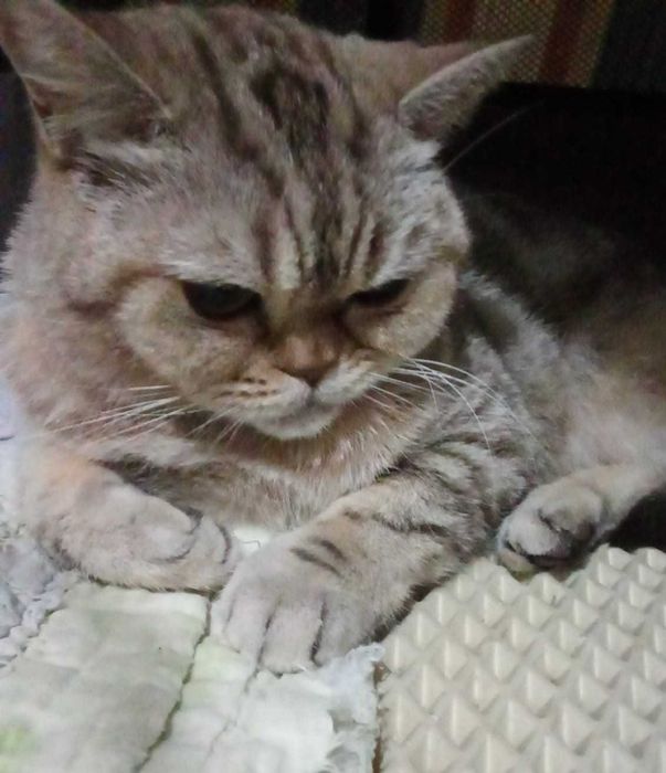 Необычная кошечка ищет дом