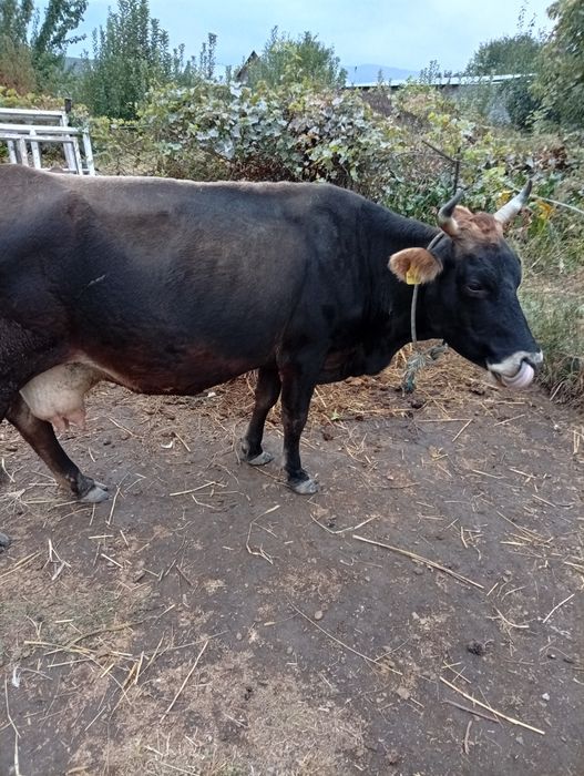 Продам корову алатаускую