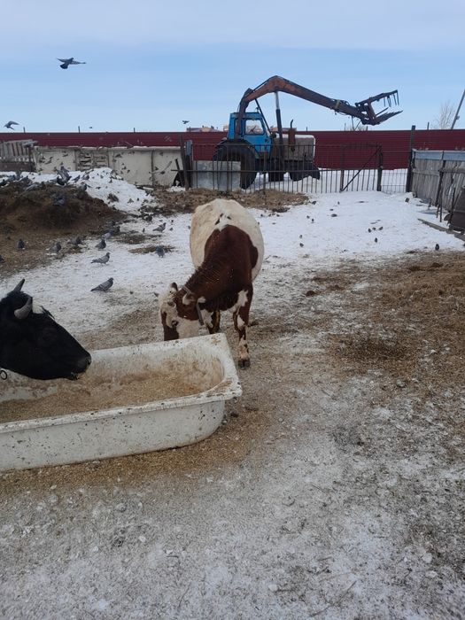 Продам тёлочек продам.