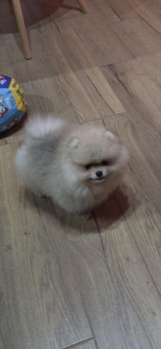 Померанче,мини момиченце с родословие!