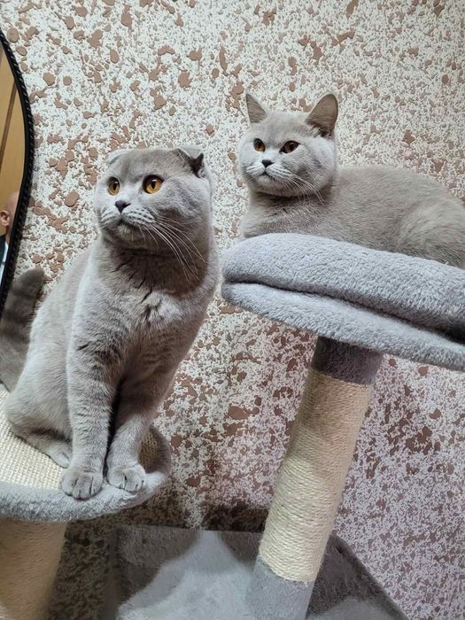 Шотландски клепоухи котки Женско и Мъжко