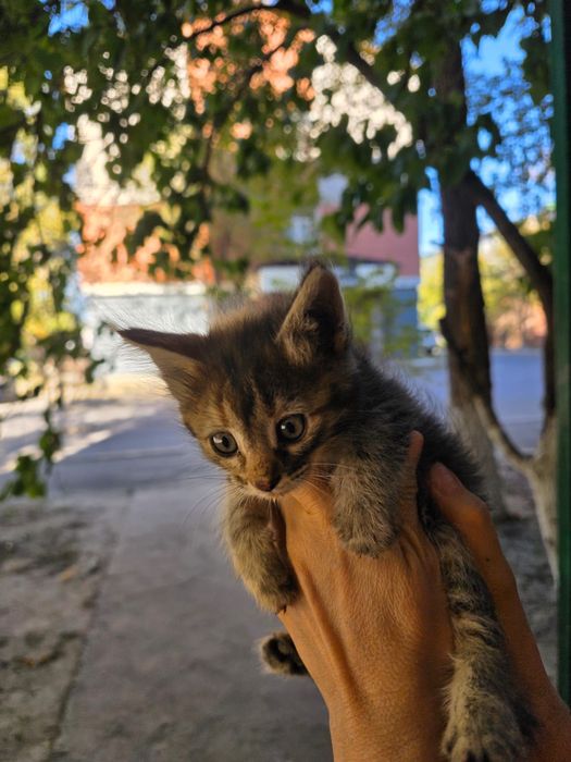 Котята девочки около месяца