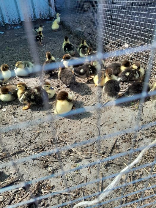 Продам утят индоутки
