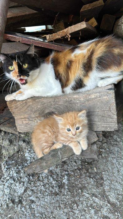 Pisici spre adopție