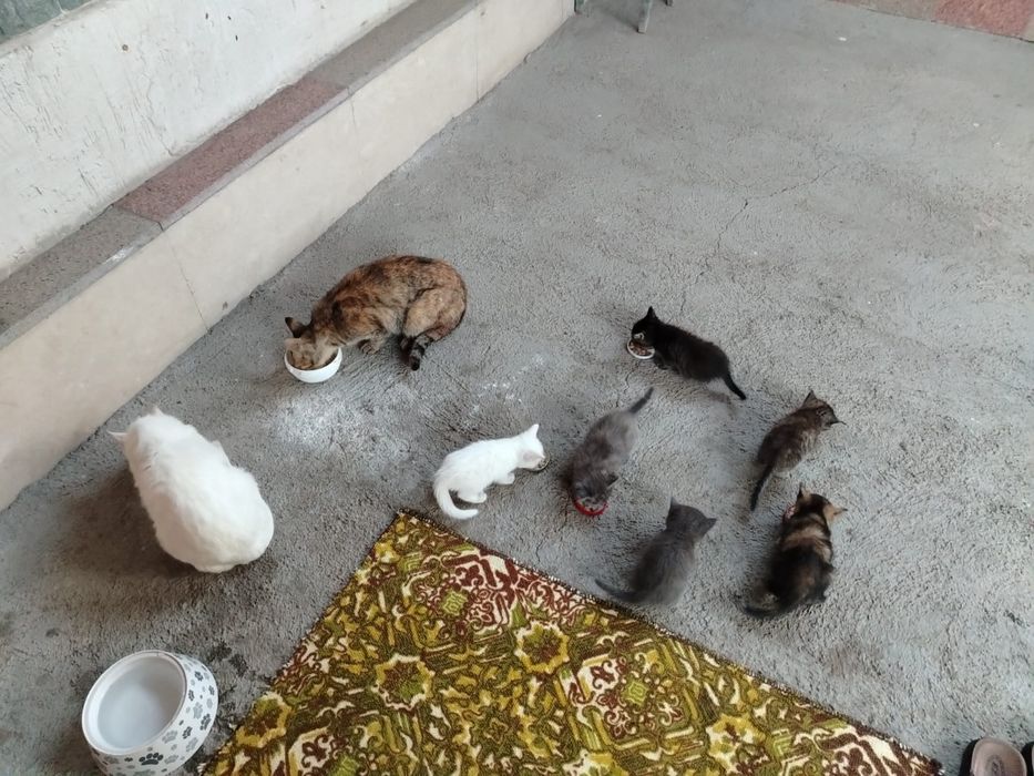 Отдам кошек с котятами в добрые руки