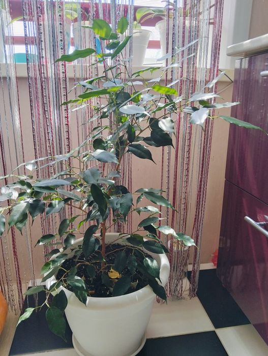 Продам комнатные цветы