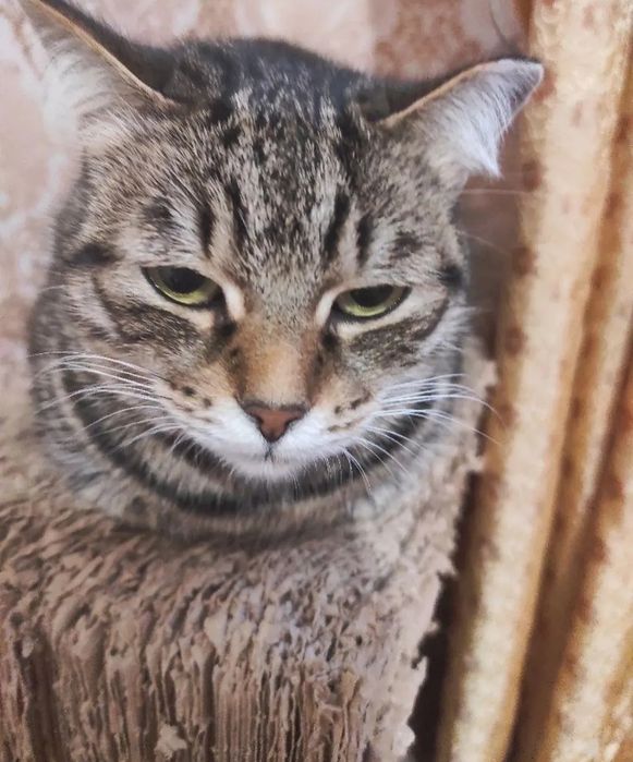 Кошечки в добрые руки