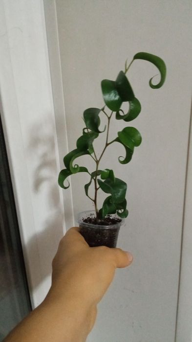 Продам цветы комнатные.