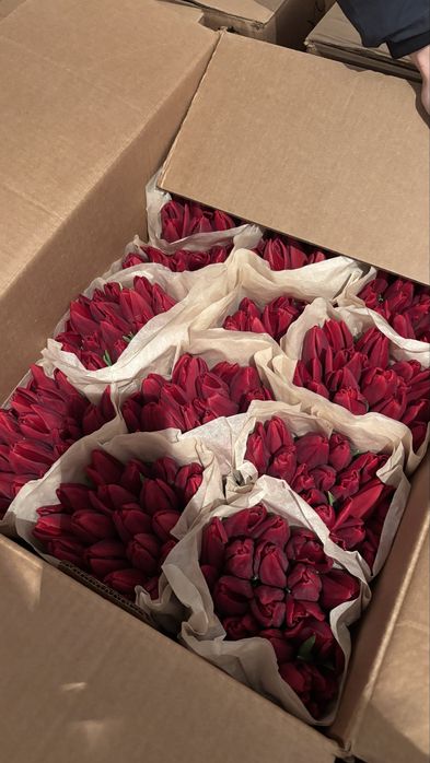 Тюльпаны премиум