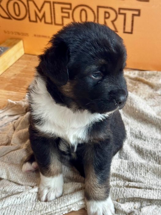 Щенки лабрадор с овчаркой