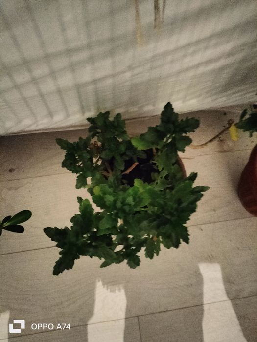 Цветы  - для  души!!!