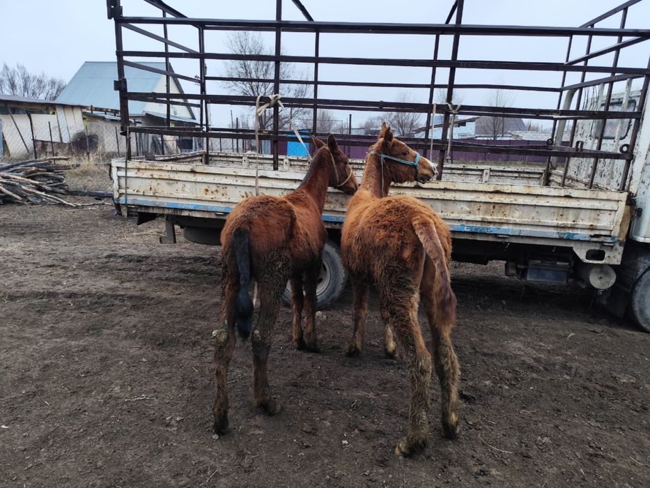 Тайлар сатылады жуас