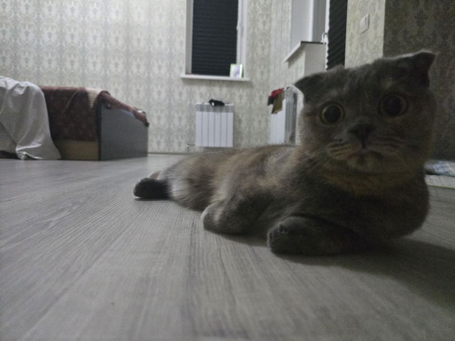 Отдам кошку в хорошие руки