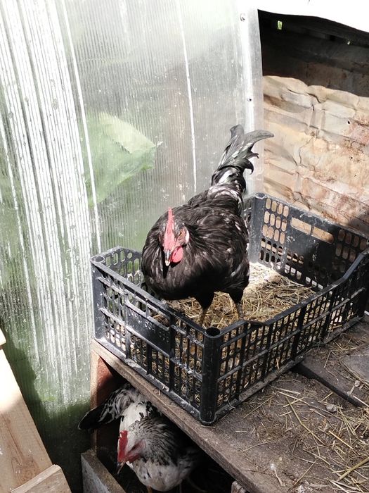 Птицы домашние продам