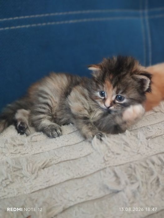 Дарю котят в добрый руки