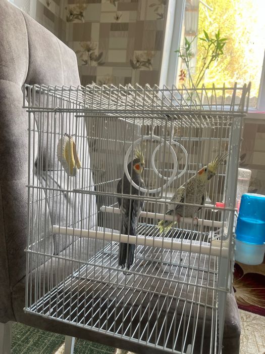 2 попугая корелла