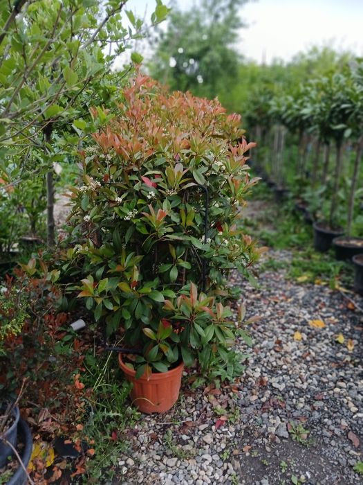 Plante ornamentale la ghiveci prindere garantată