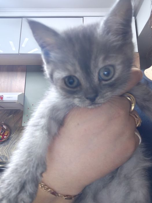 Продается шотландский котенок