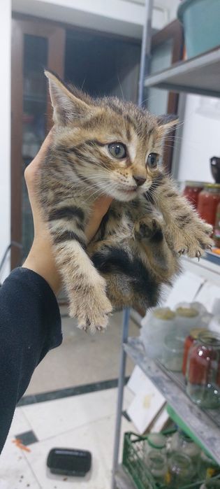 Отдаю котят БЕСПЛАТНО