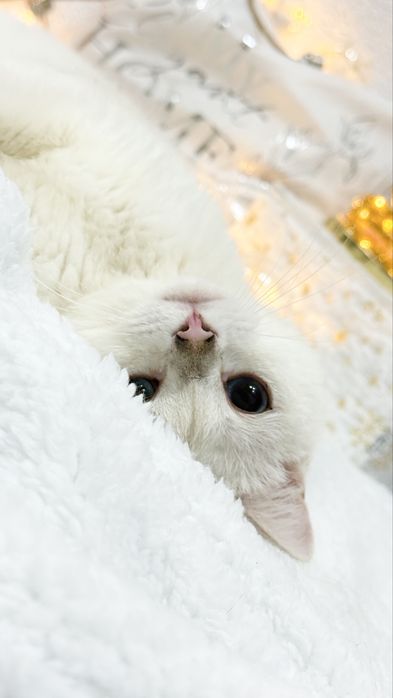 продается чистокровный кот