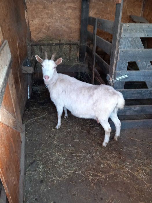 Vand capra sane a fata sau schimb cu purcel