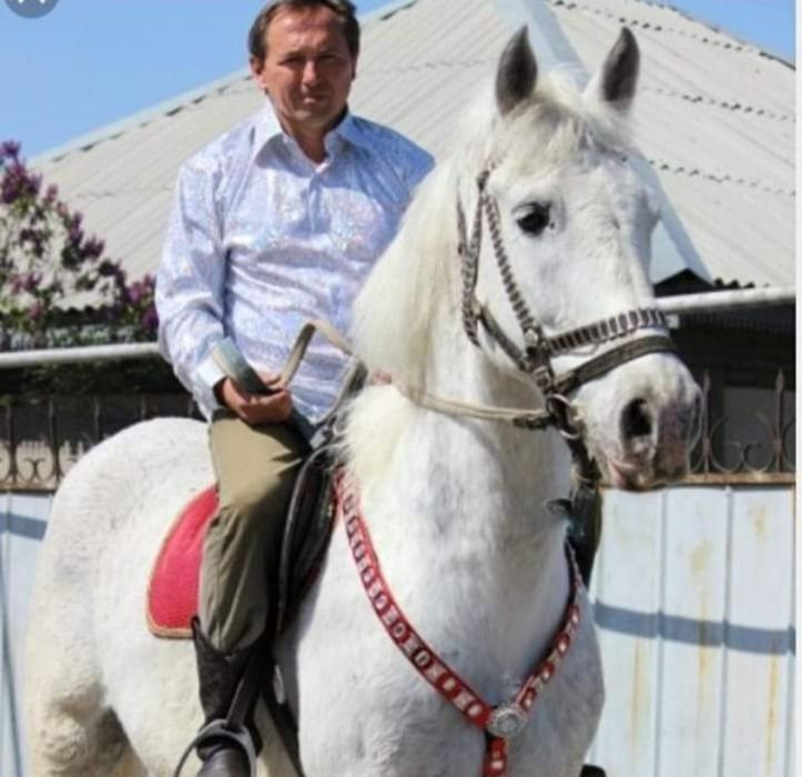Белая лошадь на День рождения