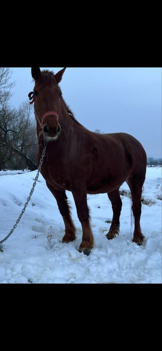 Schimb iapa cu vaca cu vitel