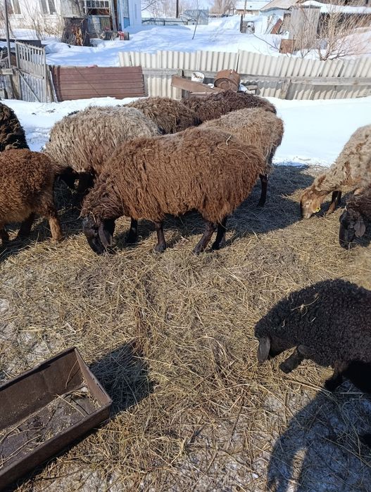 Продам овцематок!