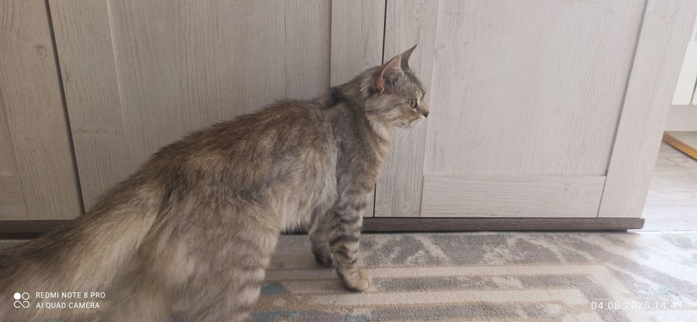 Кот Сибирский метис