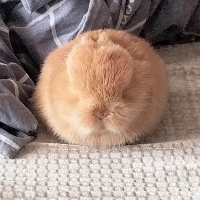 Oddiy sovg‘alardan charchadingizmi?