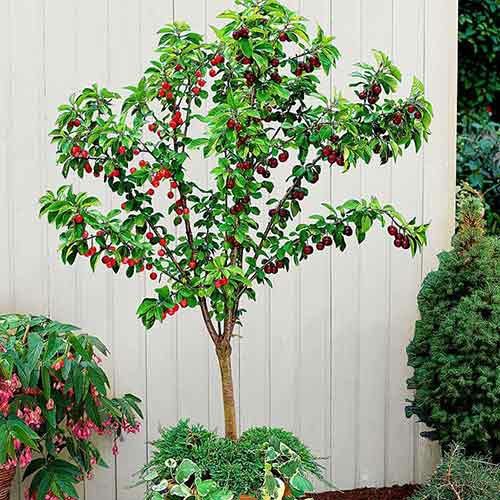 Pomi Fructiferi Pitici Dwrf (Soiuri De Vișin )