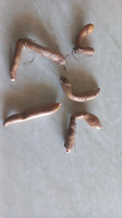 Продам клубни Глоризы