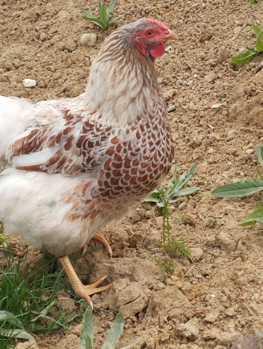 Cocos si găină Wyandotte