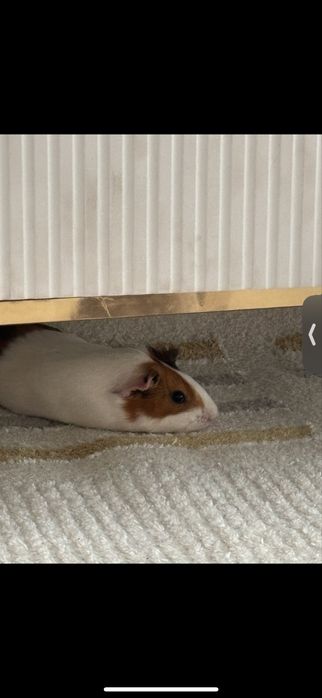 морская свинкааа