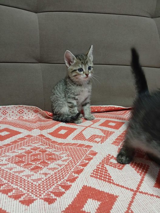 Отдам котят в добрые руки