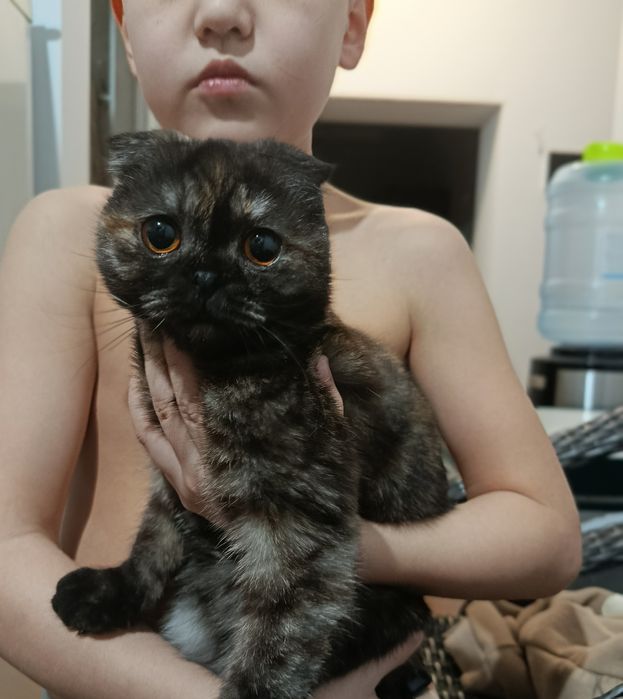 Кошки скоттиш фолд мушук 8-9 месяц